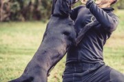 拉布拉多训练视频免费(拉布拉多犬训练方法视频)