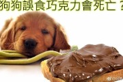 喂狗吃巧克力会怎样,喂狗吃巧克力死了
