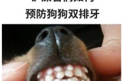 狗狗双排牙图片(狗狗双排牙怎么办图片)