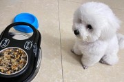 比熊吃什么增强抵抗力,揭秘比熊犬最喜欢的5种美味食物