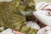 猫踩奶是什么意思(猫咪踩奶映射出领地占领和释放气味的独特方式)