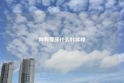 狗狗獠牙什么时候掉