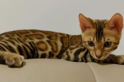 亚洲豹猫f1可以家养吗(亚洲豹猫可以家养吗)