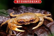 豹点蟹能活多久,豹点蟹吃鱼么