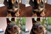 腊肠犬多少钱一只幼崽,腊肠狗狗多少钱一只
