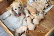 狗狗几个月生宝宝下崽,狗狗几个月生宝宝最好