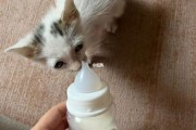 小奶猫喝什么奶合适,小奶猫喝什么奶比较好
