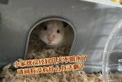 仓鼠能不能晒太阳,仓鼠能不能喝水,仓鼠怎么驯服
