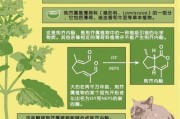 猫薄荷是薄荷吗图片,薄荷对男性性功能影响