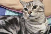 正宗虎斑猫多少钱(虎斑猫多少钱一只 纯种)