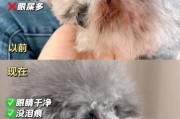 狗泪痕严重什么原因,狗泪痕特别严重
