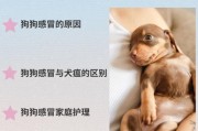病毒性感冒的治疗,给狗狗感冒吃安乃近等药物有效吗