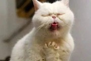 猫咪吐一小截舌头不收流口水,猫咪吐一小截舌头不收
