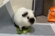 野猪崽多少钱一只,荷兰猪幼崽多少钱一只