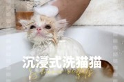 探究猫与黄桃的关联,猫咪吃黄桃的潜在风险与好处