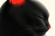 黑白猫是什么品种,聪明吗,黑白猫是什么品种的猫图片