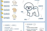 比熊饲养注意事项
