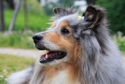 萌犬犬的图片,萌俊贴吧
