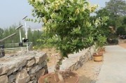 金银花怎么种植繁殖,金银花怎么种植才能成活
