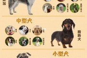 宠物定义是什么(宠物的定义及分类)