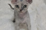 德文猫寿命一般多少年,德文卷毛猫掉毛严重吗