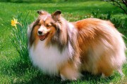 从水中工作犬到家庭伴侣的演变历程,领略独特水性与沉稳性格的犬种之美