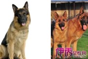 黑背和德牧是一个品种吗,黑背和德牧的区别视频