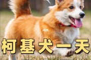 柯基在家不吃狗粮光想吃零食？主人你得管管了！