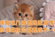 猫咪绝育针多少钱一支(母猫一年发几次情每次发情多长时间)