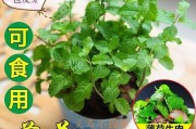家里有猫怎么驱蚊子种什么植物好(家里有猫怎么驱蚊无害)