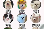 上班族养什么狗最省心？懒人必看推荐清单！