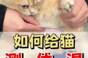 猫咪怎么量体温多少正常,猫咪发烧摸哪个部位最明显