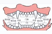 小体泰迪几个月换牙,泰迪几个月换牙齿