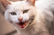 猫哈人的声音,猫哈人是应激反应吗