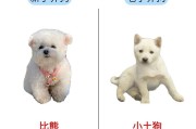 比熊一到12个月变化图(比熊纯种与不纯对比照片)