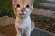 流浪猫能吃馒头吗,小奶猫能吃馒头吗