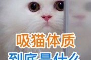 什么叫吸猫的意思,什么叫吸猫体质