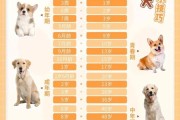 如何养狗狗可以长寿,养狗狗的基础知识