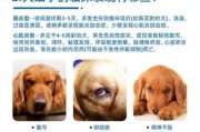 细小潜伏期有征兆吗,细小潜伏期打单抗有用吗