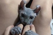 斯芬克斯猫多少钱一只,斯芬克斯猫价格区间及影响因素