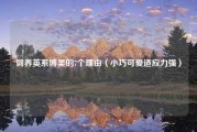 饲养英系博美的7个理由（小巧可爱适应力强）