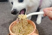 狗可以吃面包吗,狗狗吃面条的好处