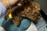 泰迪犬可以吃蓝莓吗,泰迪能吃蓝莓吗请问