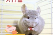 养龙猫的好处和坏处,龙猫是老鼠还是猫还是兔子