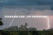 如何避免博美犬感冒（助你宠爱宠物的健康）