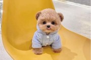 茶杯泰迪 价格,茶杯泰迪多少钱一只幼犬