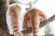 猫咪摇尾巴(从摇动中捕捉猫咪的喜怒哀乐)