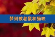 梦见狗咬猫,梦见老鼠咬猫