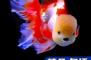 金鱼用什么水养最好活,金鱼用什么水养容易活