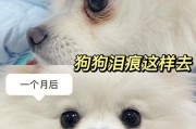 狗狗去泪痕(一劳永逸去除狗狗泪痕)